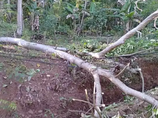Inilah pohon kemiri yang tumbang mengenai jaringan PLN di Desa Gurung, Kecamatan Welak, Kabupaten Manggarai Barat, Kamis (29/9/2022)