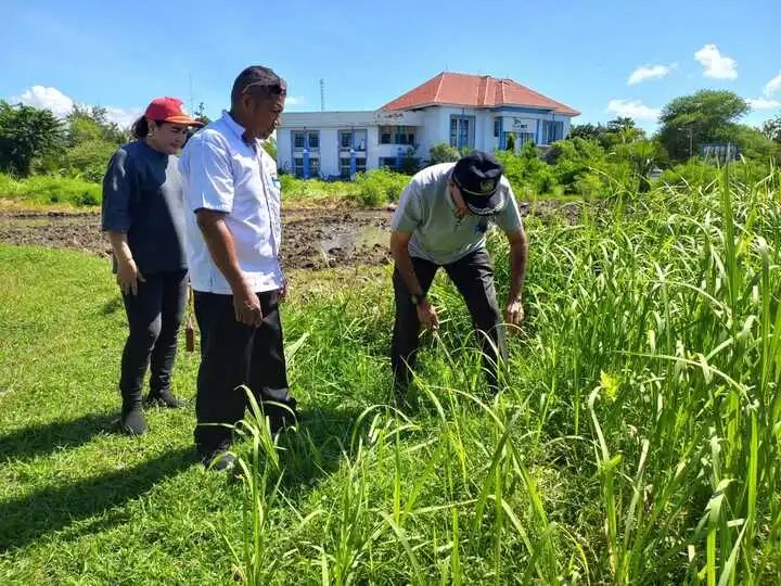 Para pegawai Lingkup Pemkab Kupang saat bekerja bakti di sekitar Kantor Bupati Kupang, Rabu (26/2/2025) (Foto : Dok.Prikopim Kab.Kpg