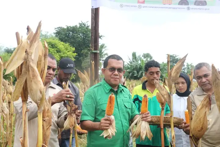Gubernur NTT, Emanuel Melkiades Laka Lena panen jagung di lahan milik UPTD Kesejahteraan Sosial Tuna Netra dan Karya Wanita Naibonat, Kabupaten Kupang, Sabtu (28/2/2026)