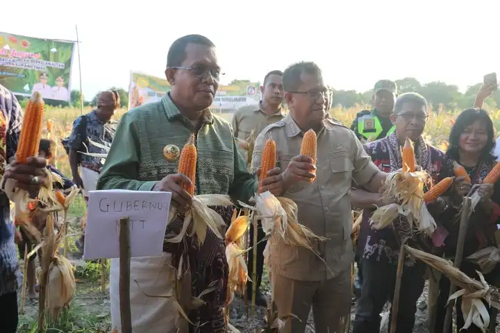 Gubernur NTT, Emanuel Melkiades Laka Lena didampingi Bupati Kupang, Yosef Lede melakukan panen jagung di Amarasi Selatan, Kabupaten Kupang, Kamis (26/3/2026)