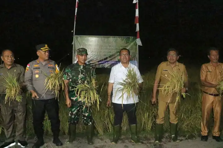 padi dipanen di sumba timur