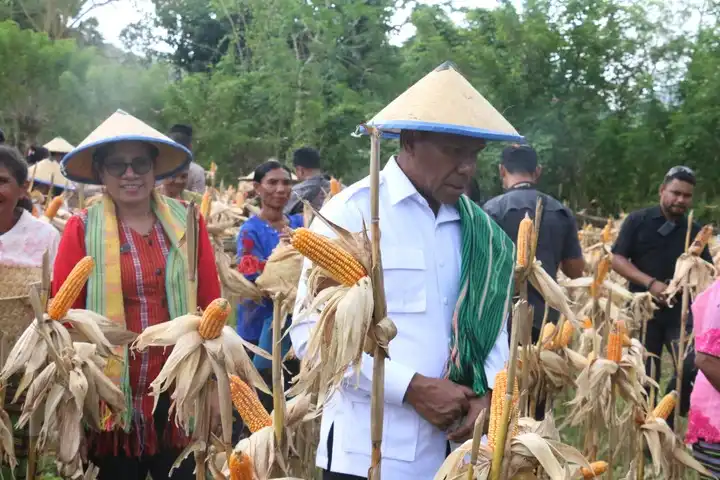 Wagub NTT, Johni Asadoma melakukan panen raya jagung di Desa Letneo, Kecamatan Insana, Kabupaten TTU, Kamis (22/5/2025)