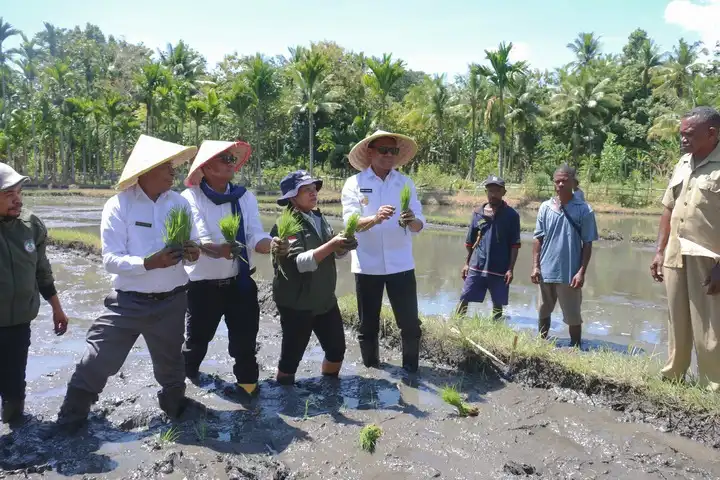 Wagub NTT, Johni Asadoma menanam padi bersama para petani di Kabupaten Alor, Rabu (30/4/2025). (Foto : Dok.Biro Adpim NTT)